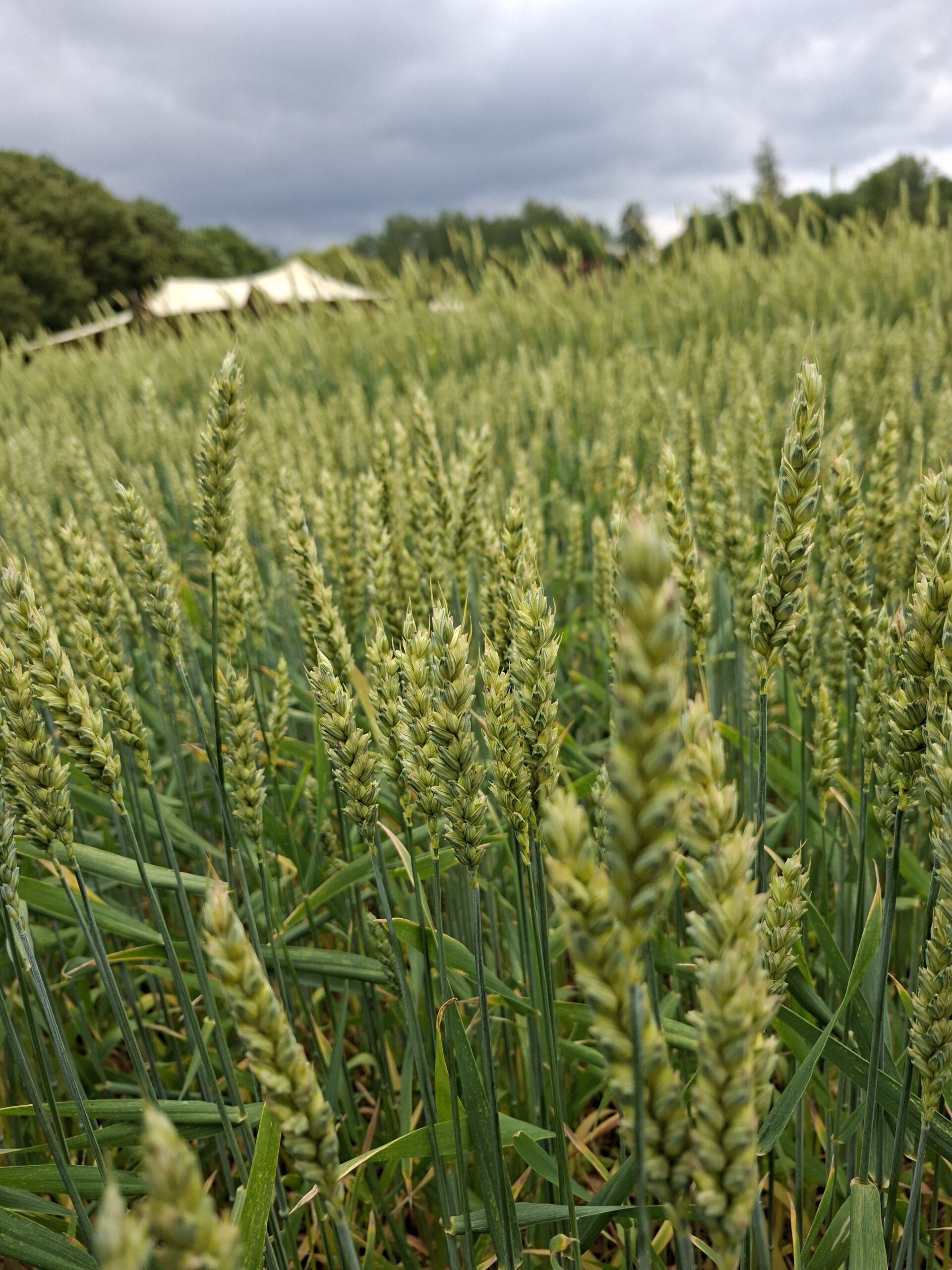 Graanveld met rijpe tarwe voor steengemalen T65 bloem en ambachtelijk zuurdesembrood uit Nederlandse en Franse tarwe.